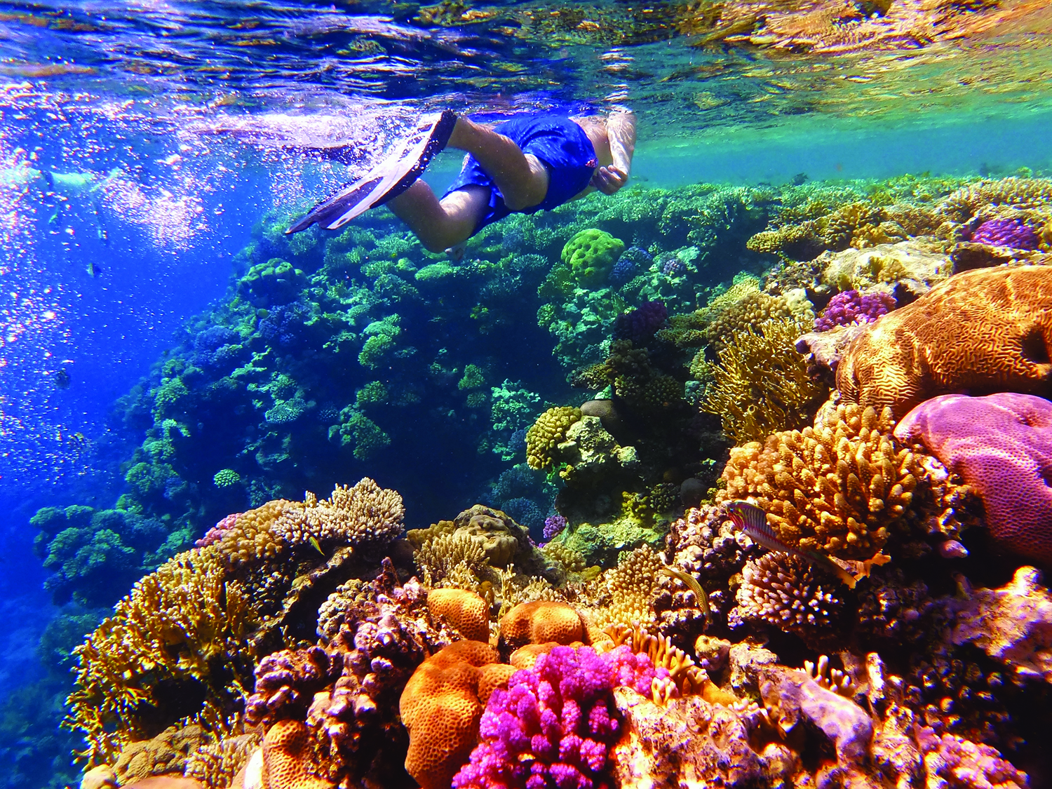 snorkling in a reef